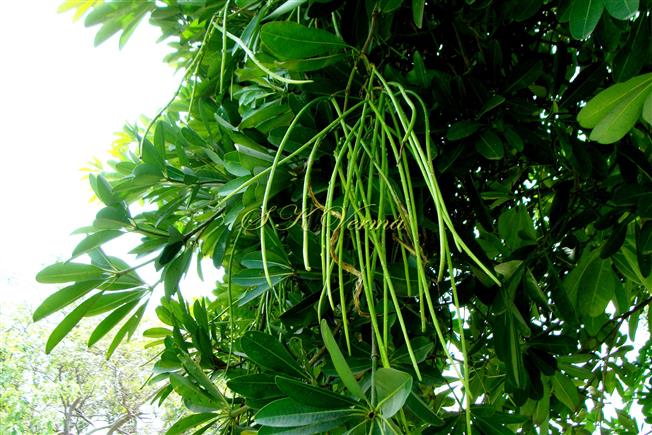  Fruits